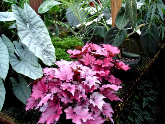 B. ‘Deco Pink’
